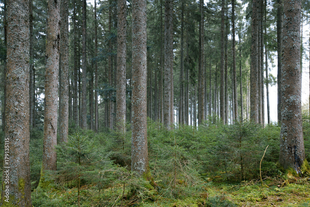 Amazing forest trees with amazing light. Amazing forest trees with amazing light.