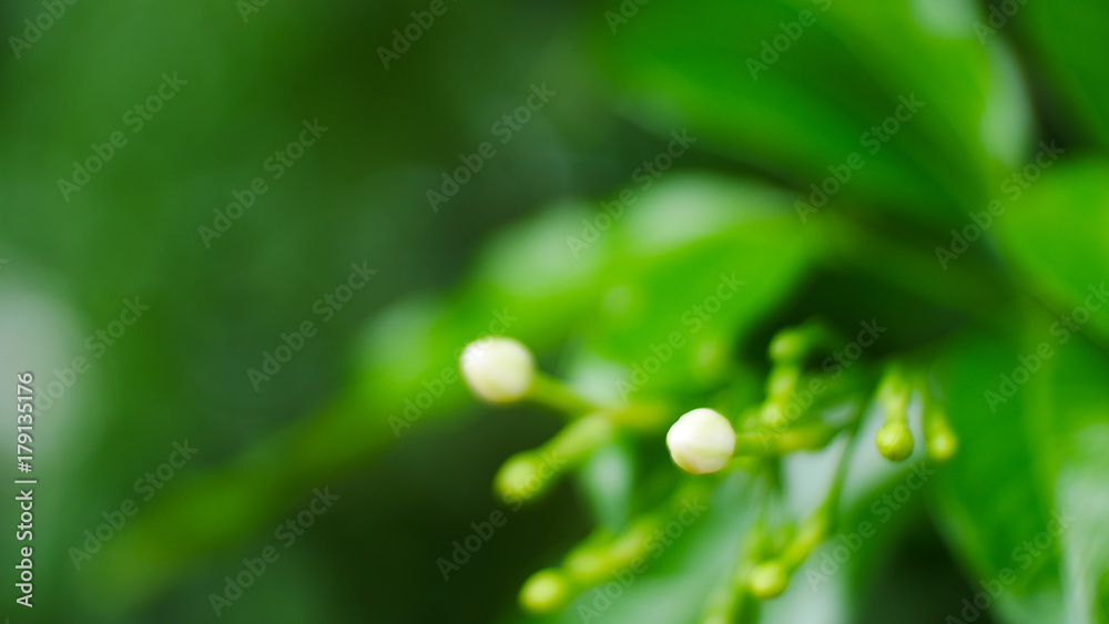 green leaf nature. green leaf nature.