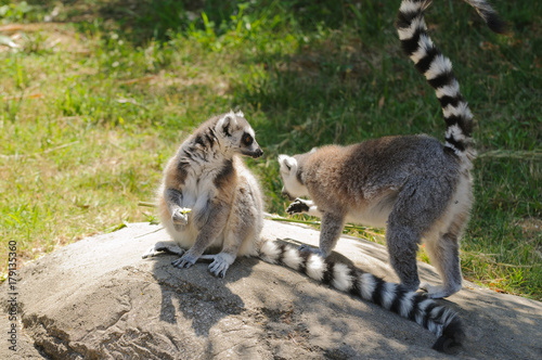 Madagascaran  Ring-tailed Lemur  Lemur catta  feeding.