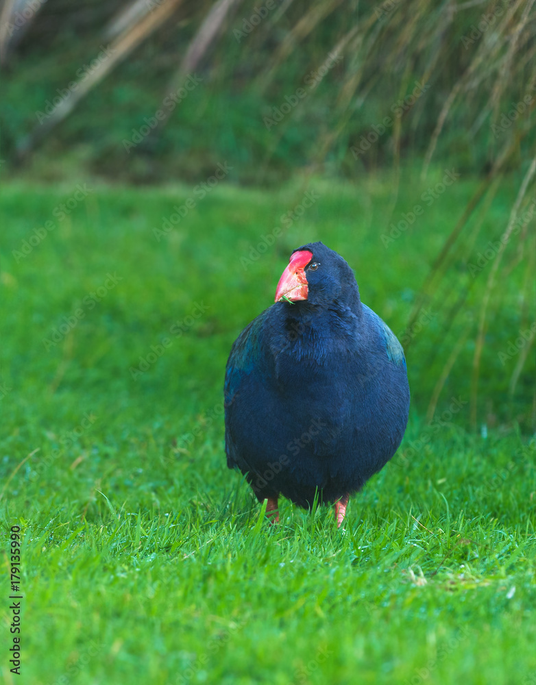 Takahe, (porphyrio hochstetteri) a rare native bird of New Zealand once thought to be extinct, scratching around for food Takahe, (porphyrio hochstetteri) a rare native bird of New Zealand once thought to be extinct, scratching around for food