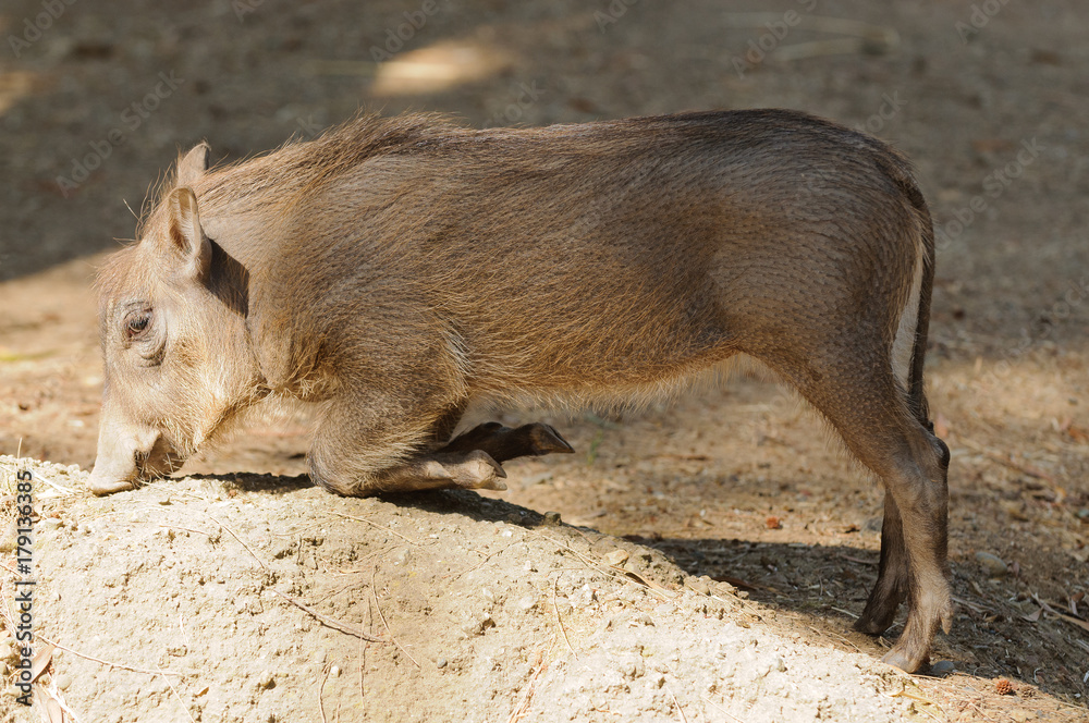 Young African Warthog (phacochoerus africanus kneeling to feed Young African Warthog (phacochoerus africanus kneeling to feed