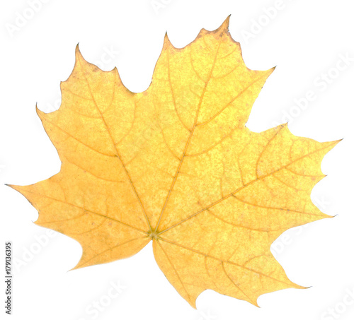 yellow maple leaf, isolated on white background