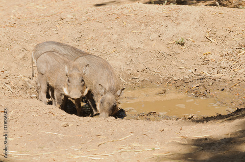 Young African Warthog (phacochoerus africanus
