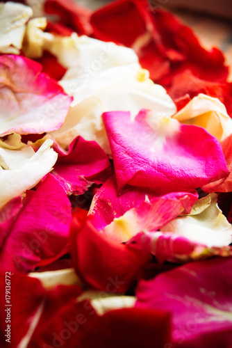 Rose petals toned photo