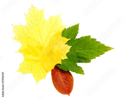 colorful autumn leaves, isolated on white background