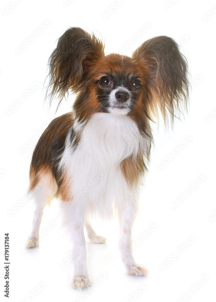 young papillon dog young papillon dog