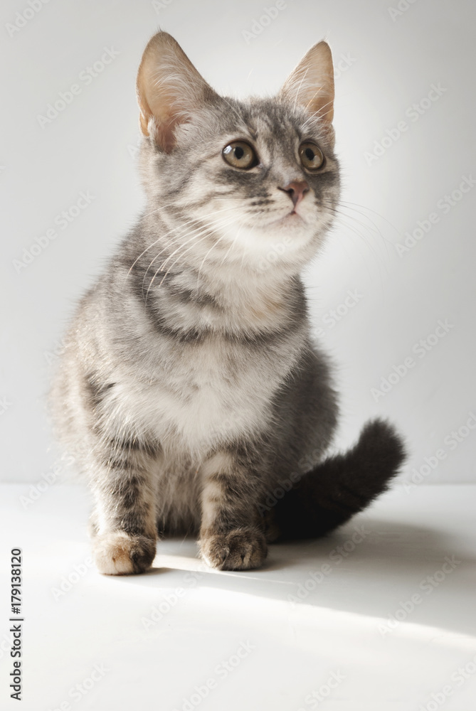 A small short-haired gray six-month-old kitten. Grey cute cat on white background.