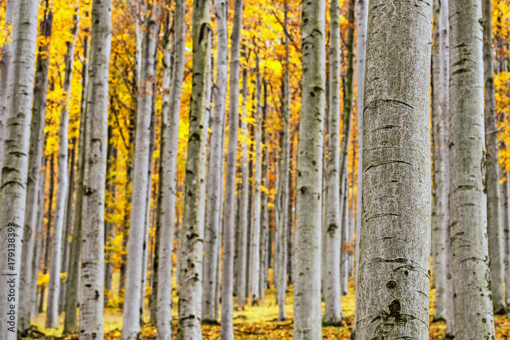 Obraz premium Autumn beech forest