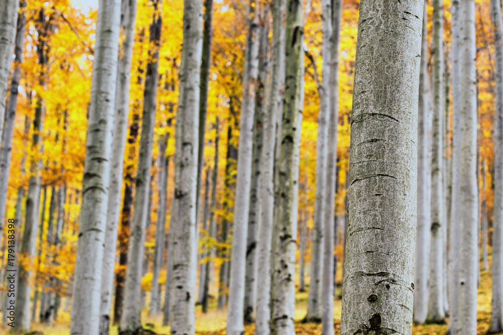 Obraz premium Autumn beech forest