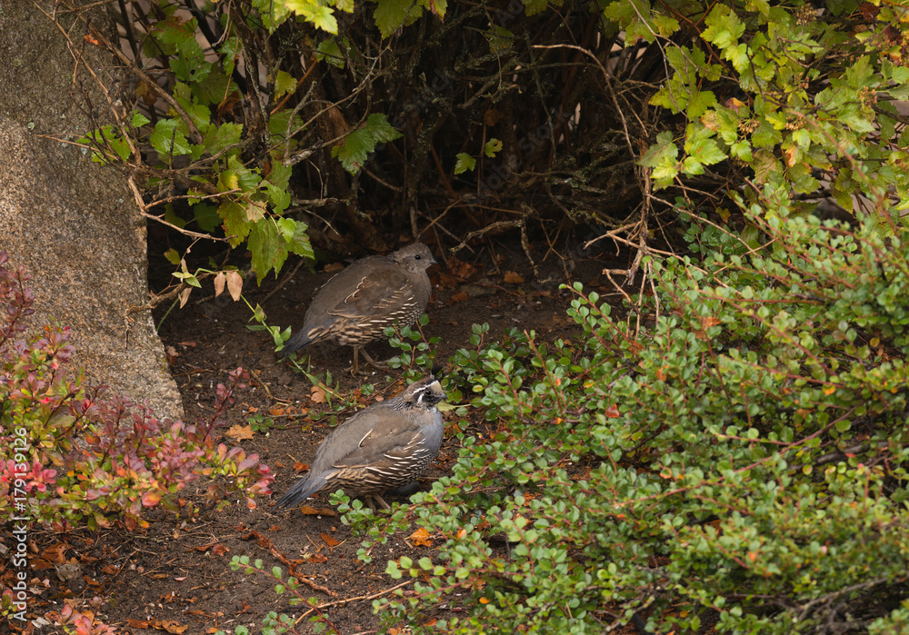 Obraz premium Quail in search of food