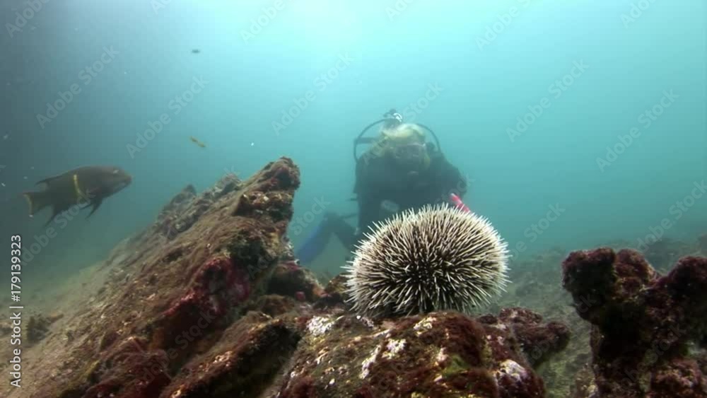 Sea urchin and diver on seabed of natural sea aquarium in Galapagos. Close up macro video. Amazing beautiful wildworld. Relax diving. Sea urchin and diver on seabed of natural sea aquarium in Galapagos. Close up macro video. Amazing beautiful wildworld. Relax diving.