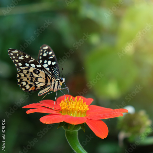 butterfly feeding on flower © watink