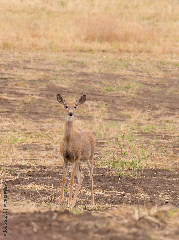 Whitetail doe in close up Whitetail doe in close up