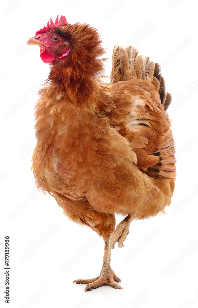 Fototapeta premium Brown hen isolated.