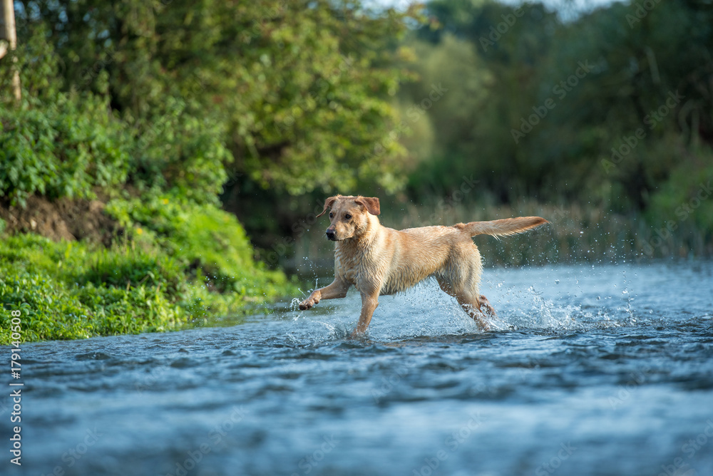 Labrador in a river, Oxfordshire Labrador in a river, Oxfordshire