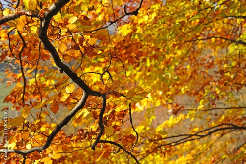 Autumn beech leaves on a tree in forest