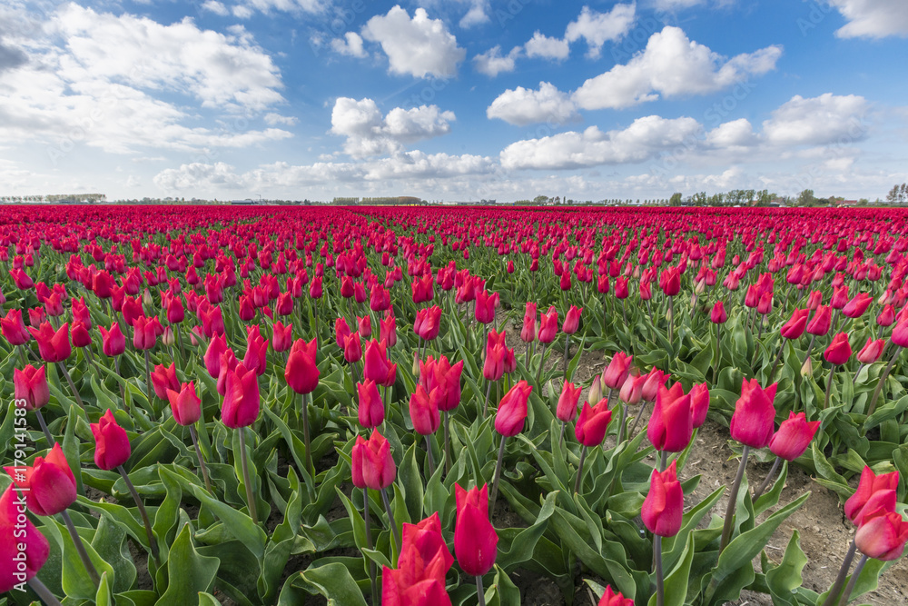 Pink tulips and clouds in the sky, Yersekendam, Zeeland province, Netherlands Pink tulips and clouds in the sky, Yersekendam, Zeeland province, Netherlands