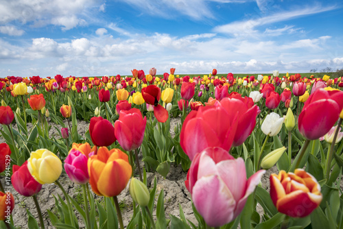 Multicoloured tulip field, Yersekendam, Zeeland province, Netherlands photo