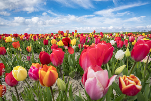 Multicoloured tulip field, Yersekendam, Zeeland province, Netherlands