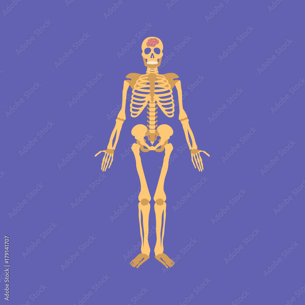 skeleto icon. skeleto sign
