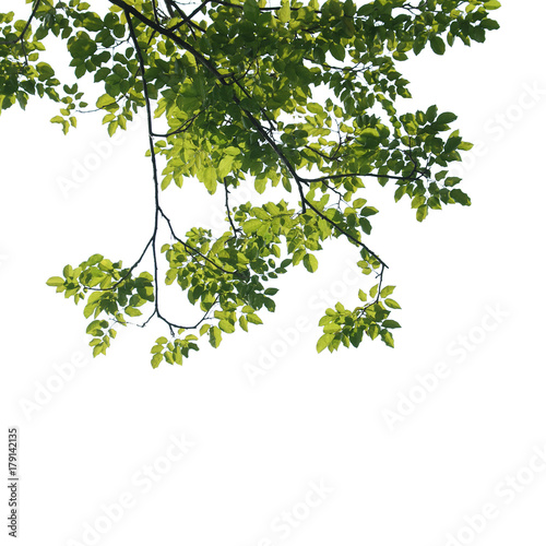 tree branch isolated