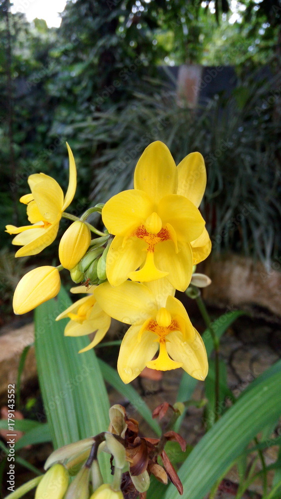 flower flower
