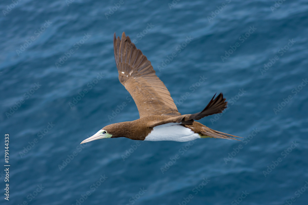 Sea birds hunting flying fish. Pacific, Mexican coast Sea birds hunting flying fish. Pacific, Mexican coast