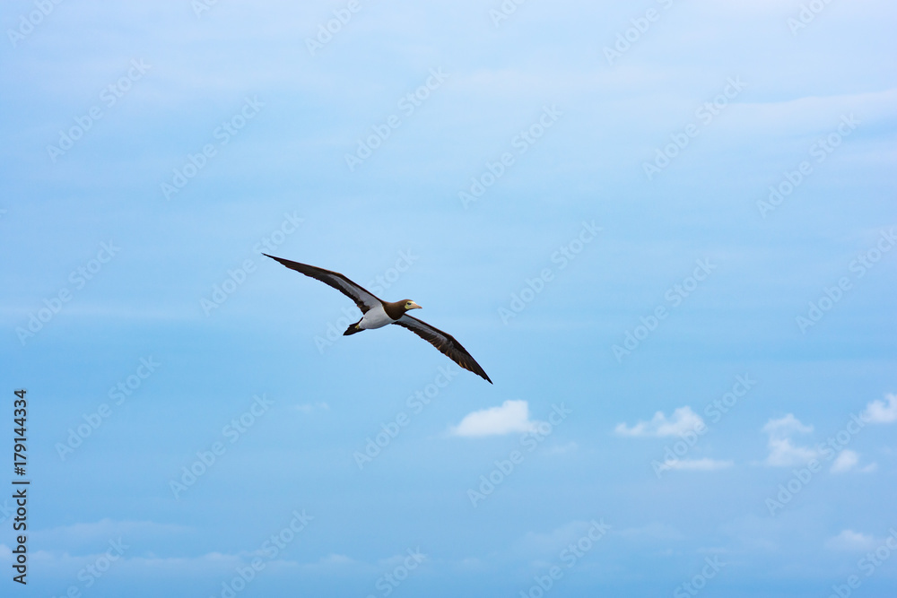 Sea bird gliding in blue sky