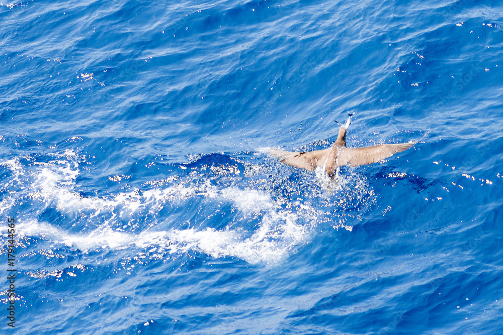 Naklejka premium Sea birds hunting flying fish. Pacific, Mexican coast