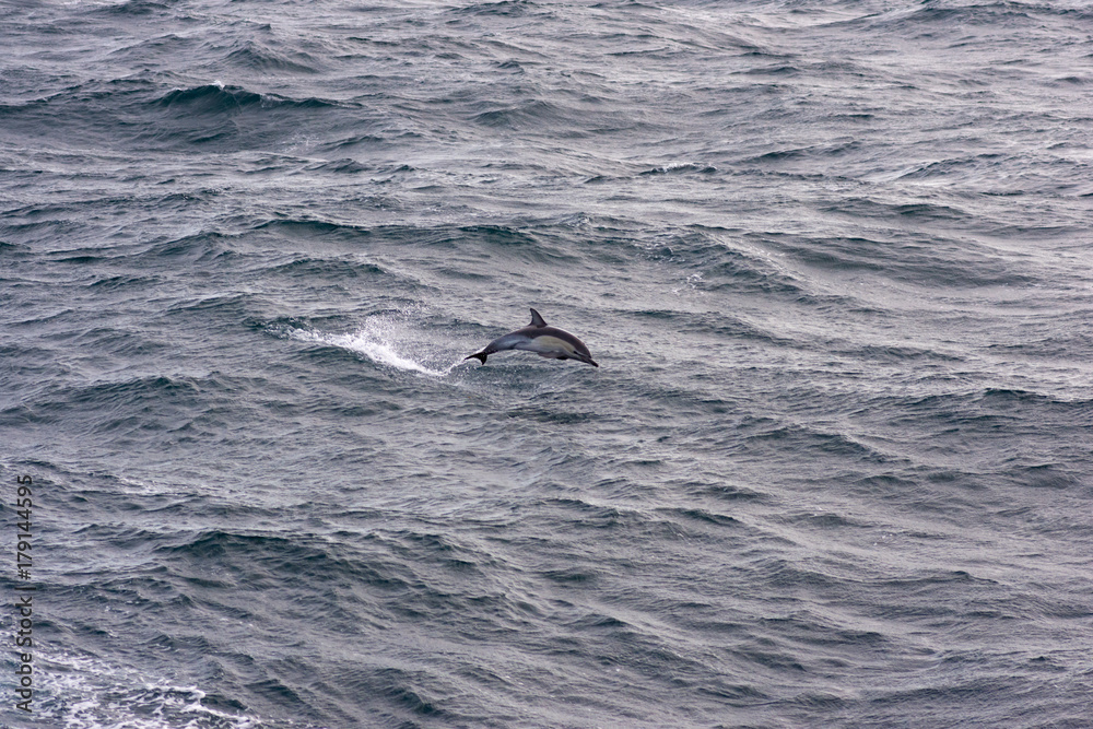 Obraz premium Dolphins in rough Pacific waves