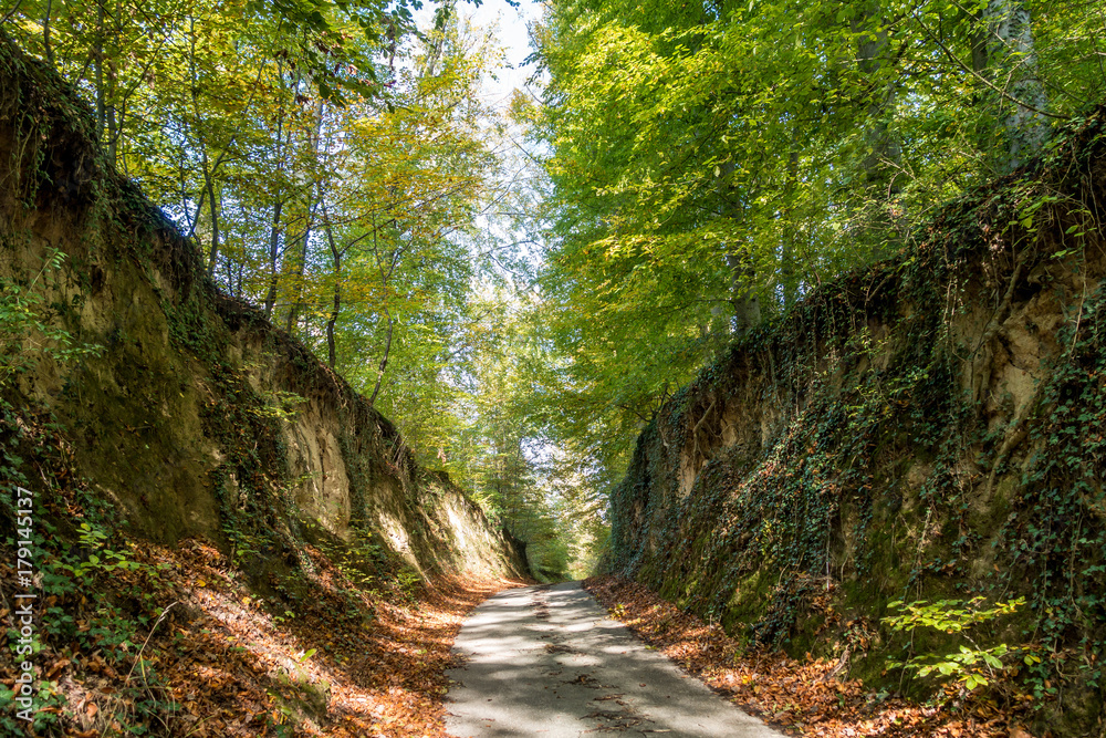 Obraz premium Hohlweg im Herbst
