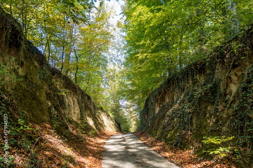Obraz na płótnie Hohlweg im Herbst
