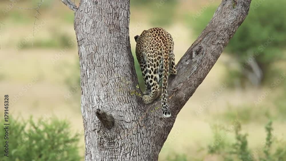 Leopard jumping and climbing down a tree in Kruger