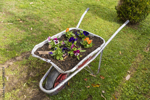 Fototapeta Naklejka Na Ścianę i Meble -  flowers in metal trolleys