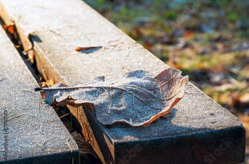Oak leaf lying on the bench in the Park . photo