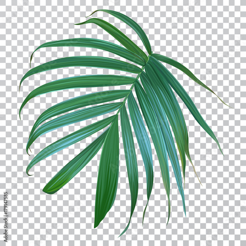 Vector palm leaves in transparent background. Exotic plant isolated. Tropical element for your design.