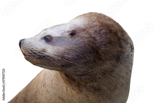 Steller sea lion on a white background