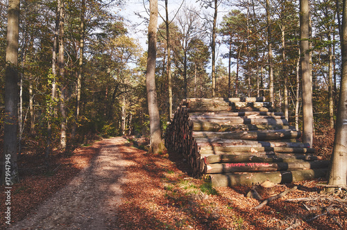 Herbstwald 