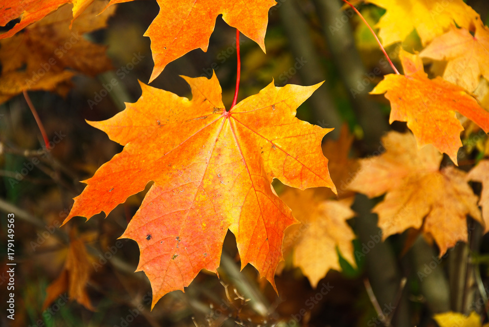 Fototapeta premium Cölorful maple leaf closeup