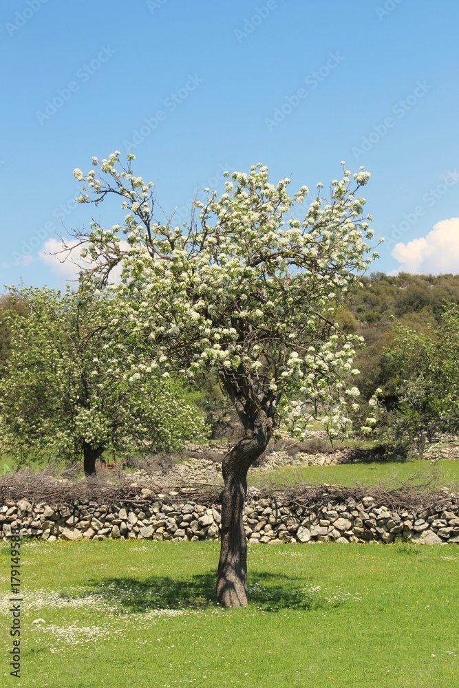 Obraz premium almond tree white blossoms in spring