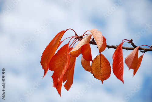 Reddish cherry leaves