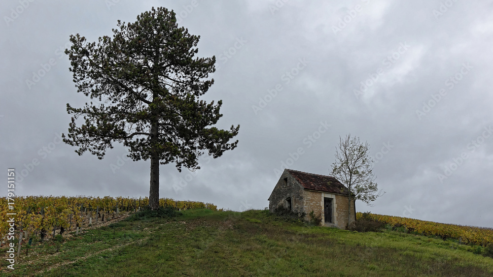 Cabane de vigneron à Saint-Cyr-les-Colons Cabane de vigneron à Saint-Cyr-les-Colons
