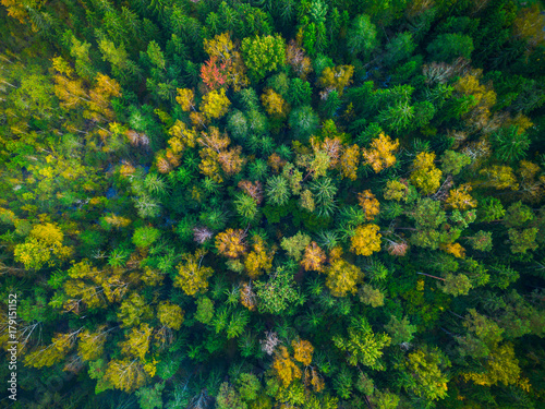 Drone photo of colorful trees in Lithuania, Europe