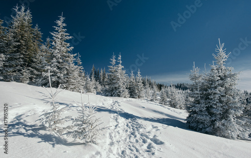 Path through the mountain forest in winter.