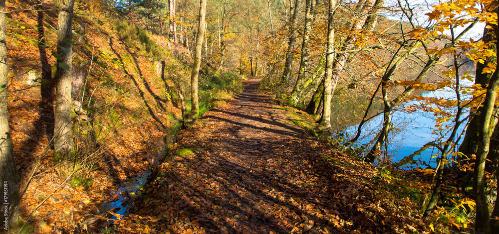 Fototapeta premium Waldweg im Herbst