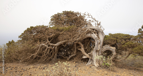 Принти на полотні El Hierro, Canary Islands