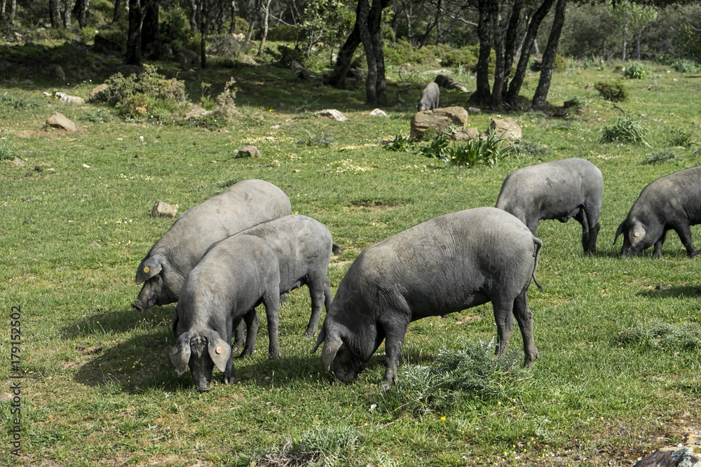 Animales de Granja, Cerdo Animales de Granja, Cerdo