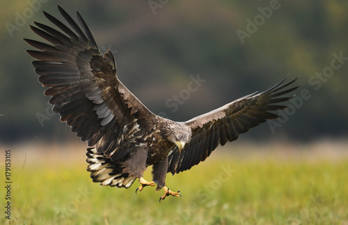 White tailed Eagle (Haliaeetus albicilla) © Piotr Krzeslak