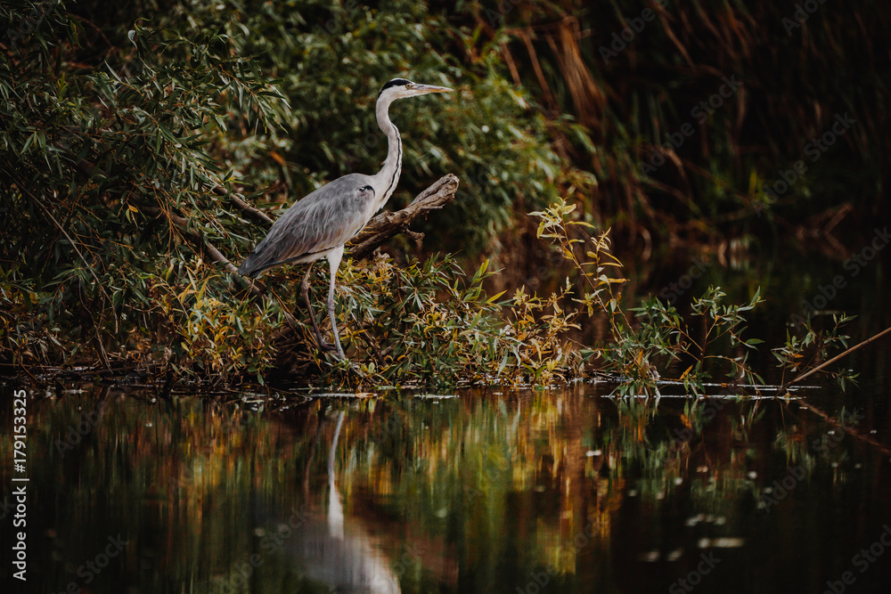Grey Heron in Danube Delta wildlife photography Grey Heron in Danube Delta wildlife photography