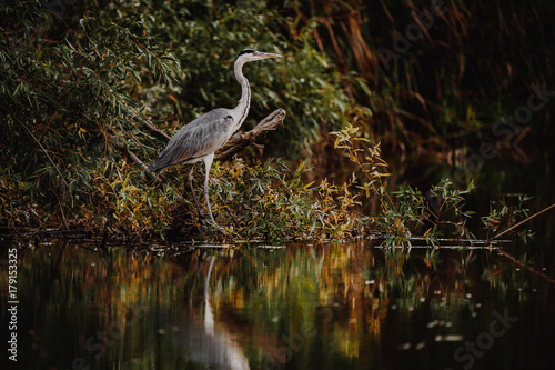 Grey Heron in Danube Delta wildlife photography